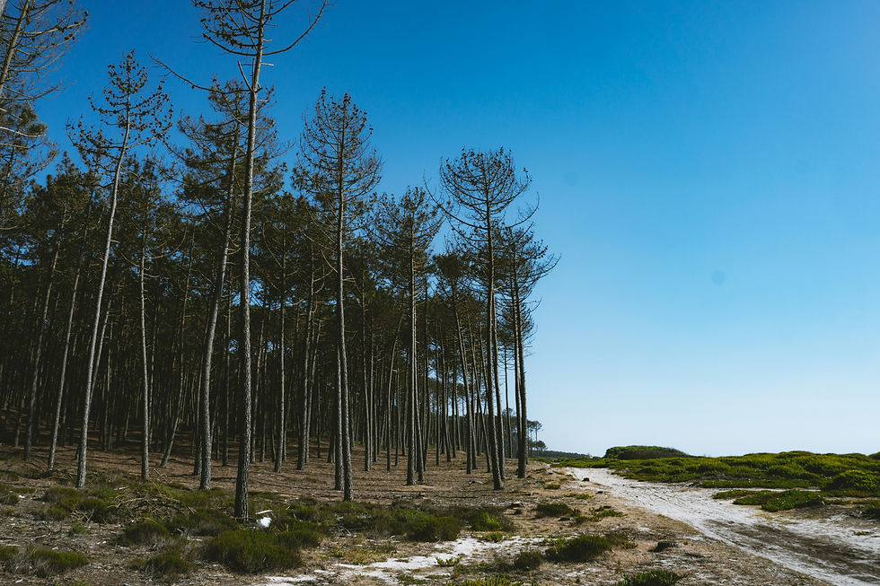 Espaço florestal em Portugal