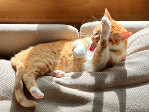 Understanding and Managing Cat Hairballs