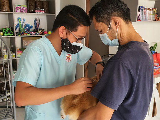 A dog being examined by caring veterinary professionals