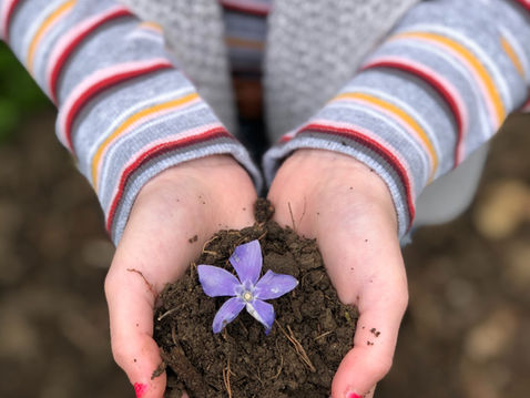 Hands hold soil with a purple flower. Person wears a colorful striped sweater. Background is blurred earth tones, evoking a nurturing mood.