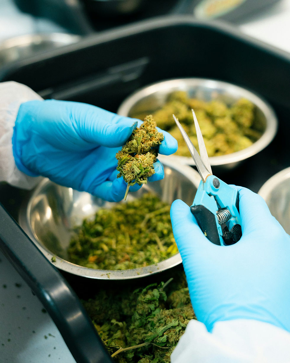 Terpenprofil-Analyse einer Cannabis-Sorte im Labor