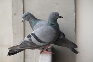 יונים יושבים על מעקה
