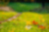 Leaves on Grass