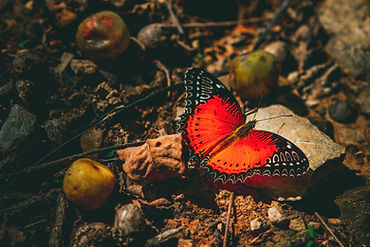 Image by Raimond Klavins