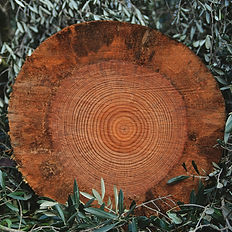 Cross-section of a tree trunk showing its growth rings, representing generations and inherited history