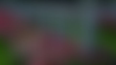 הנחת זרי פרחים על הקברים