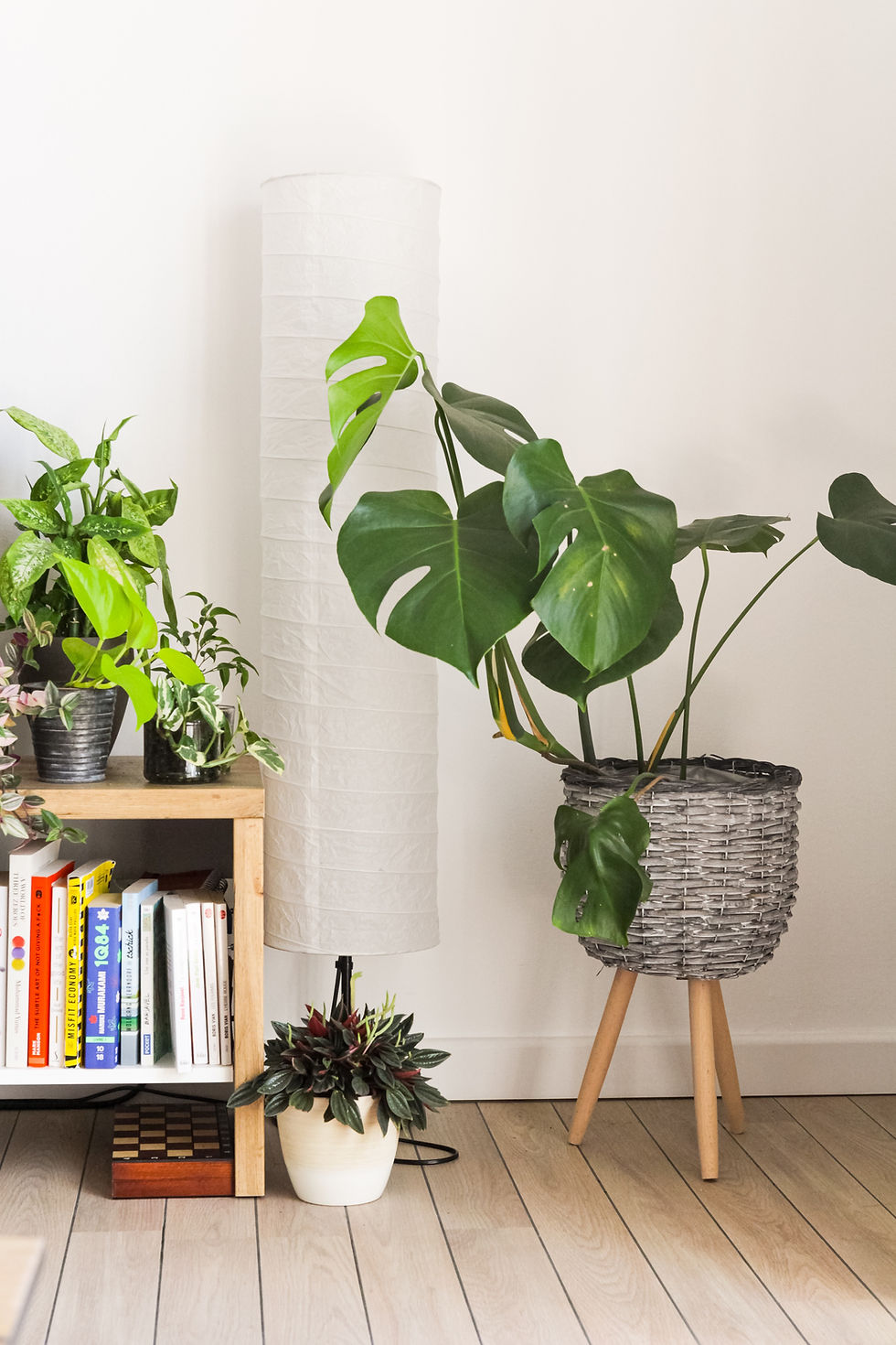 Thumbnail: Monstera Deliciosa