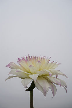 Image by Emily Cao