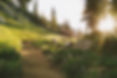 Dirt trail with sunshine flowers and trees - Image by Andrew Meehan - Small group mentoring with Medium Michael Mayo - Medium, Psychic, Astrologer and Founder of The Oakbridge Institute
