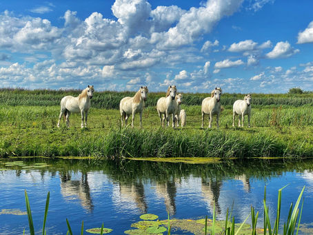 Equine-Assisted Therapy: Transforming Lives of Veterans and Their Partners