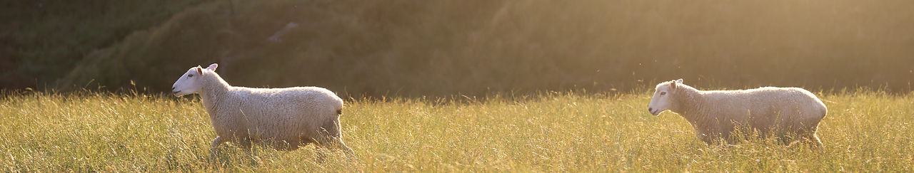 Two sheep in a field