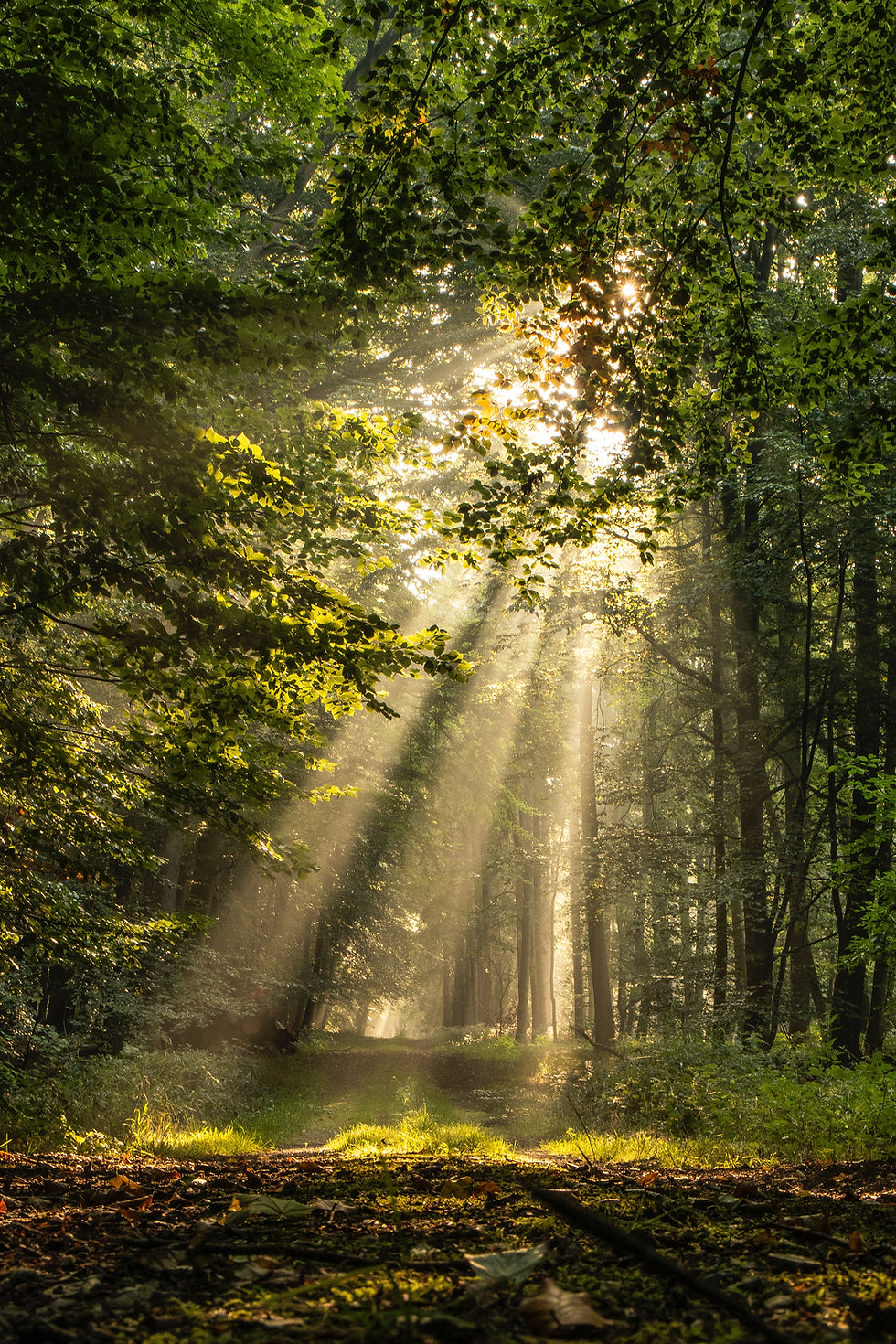 Tree and sunlight