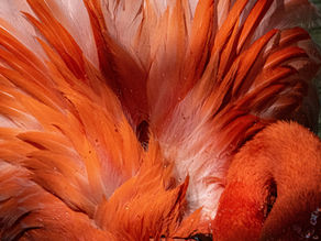 Phoenix orange