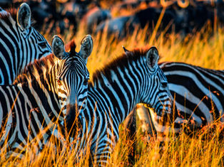 Zebras seen on safari