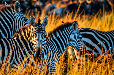 Image by (getinspo.co) Bibhash