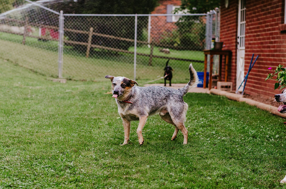 Australian Cattle Dog (Blue Heeler - Red Heeler)