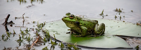 Image by Erzsébet Vehofsics