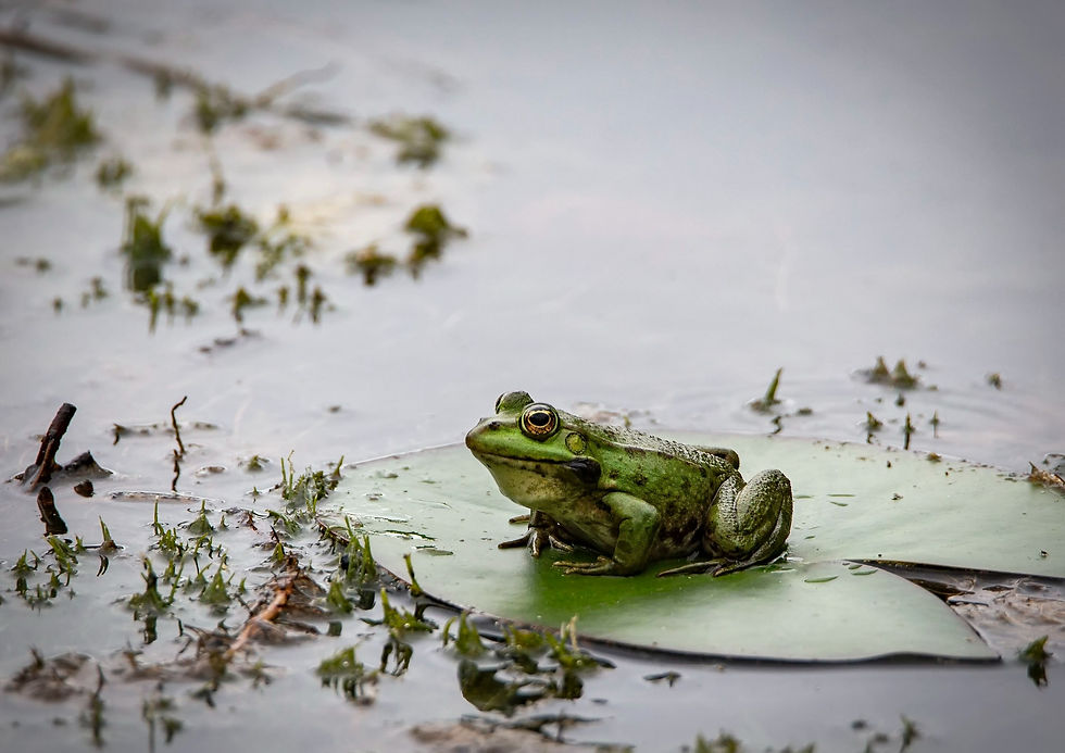 grenouille verte