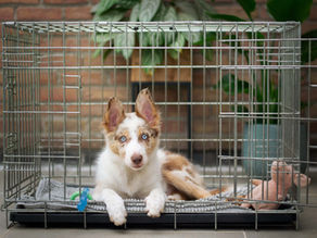 crate training a puppy