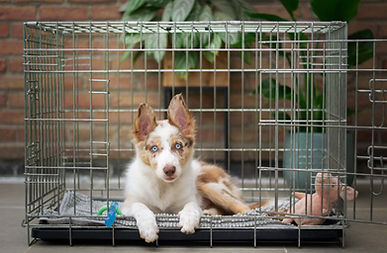 Puppy training Tipperary