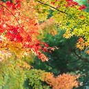 Image by Sen Lee