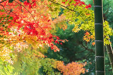 Image by Sen Lee