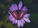 Domestic Violence Awareness Month