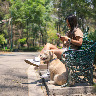 Perro en parque