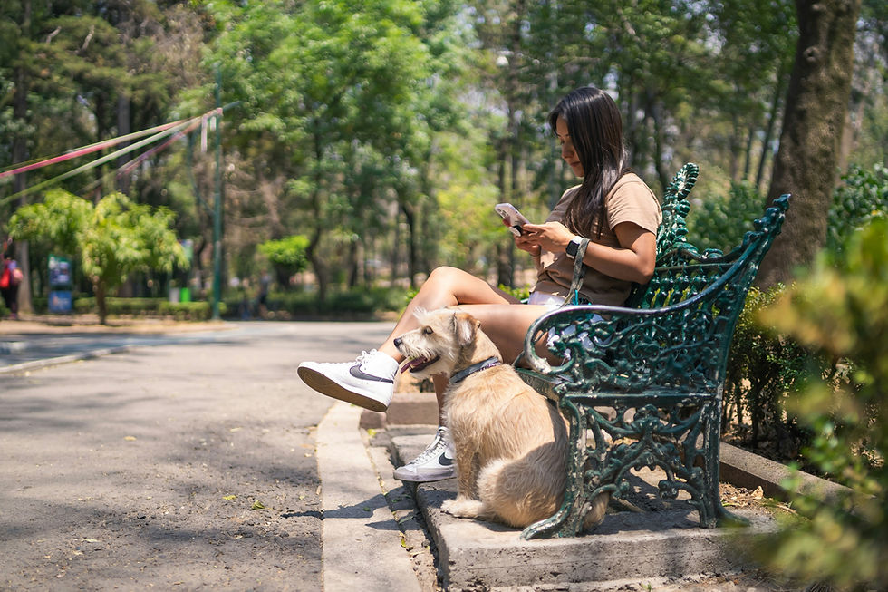 Perro en parque