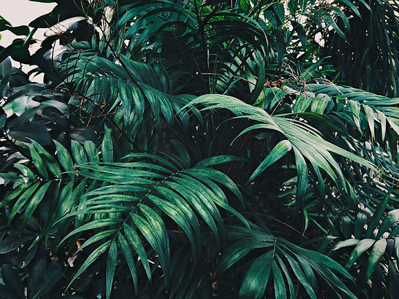 Image by Stefan Galescu
