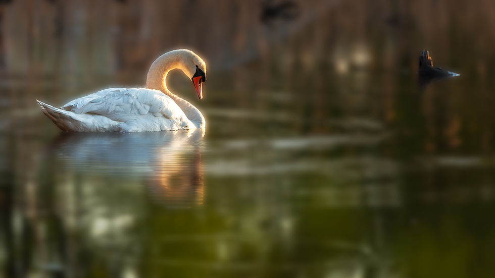 Cisne no lago