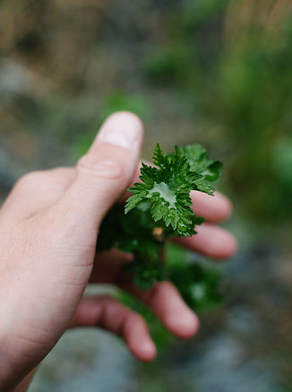 Image by Ezra Jeffrey-Comeau