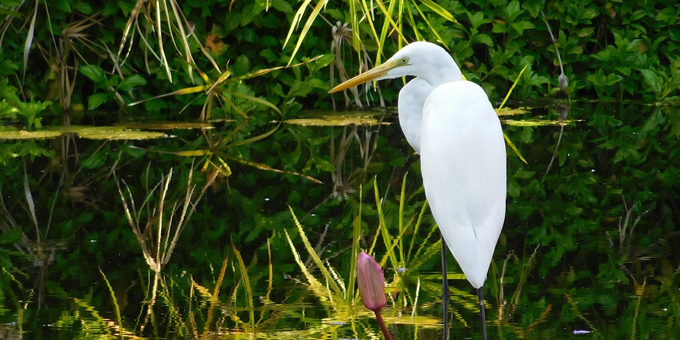 Birding Bonanza - Exploring the ACE Basin (self-guided)
