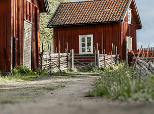 Image by Carl Tronders