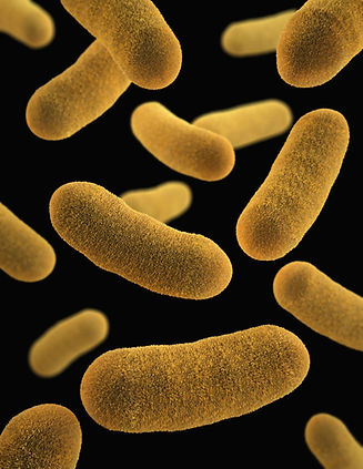 Yersinia pestis (plague) bacterium