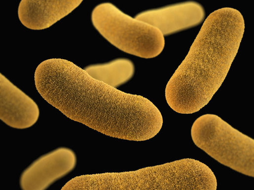 Understanding Harmful Bacteria in Koi Ponds