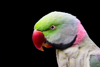a colorful bird