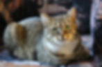 Tekir Kedi