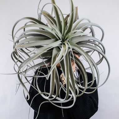 How to Care for Tillandsia (Air Plants)