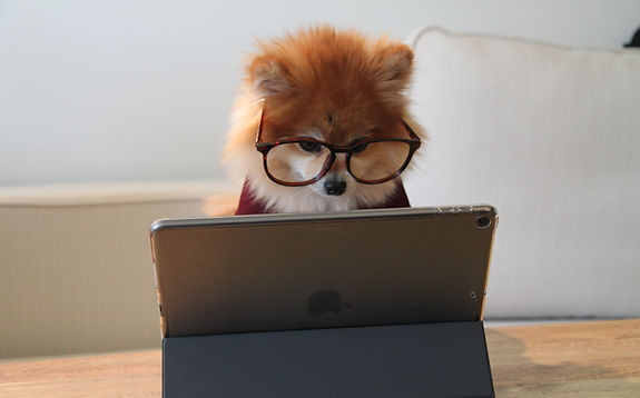 Image by Cookie the Pom