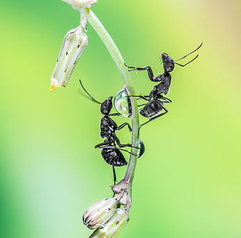 Image by Azzam Qourti