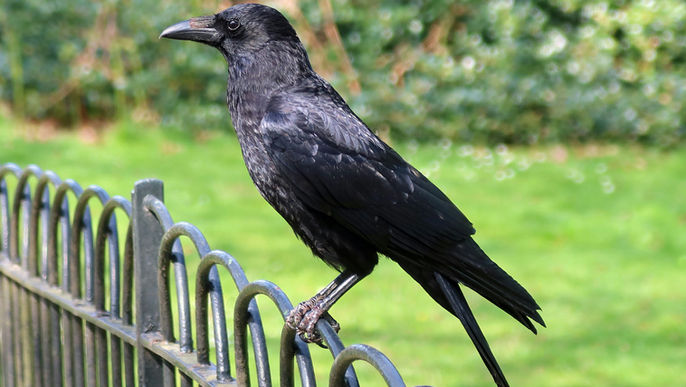 Crows: Unlikely Guardians for Your Backyard Chicken Flock