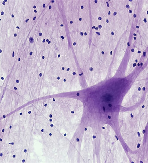 Image by Bioscience Image Library by Fayette Reynolds