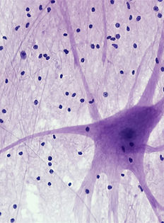 Image by Bioscience Image Library by Fayette Reynolds