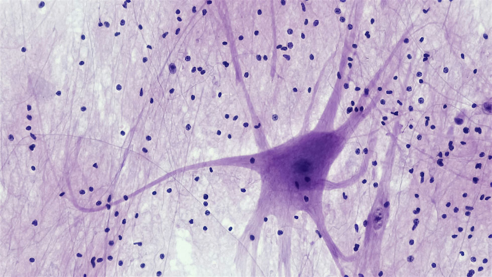 Image by Bioscience Image Library by Fayette Reynolds