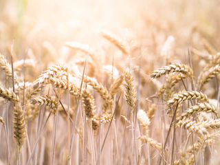 Image of grain in a field representing growth as a result of good stewardship.