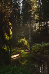 Image by Florian Pinkert