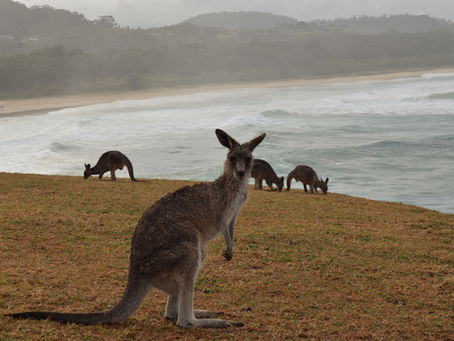 Why Do Some Animals Live in Only One Place on Earth?