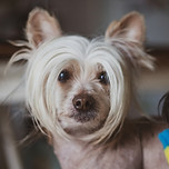 Image by Maria João Correia