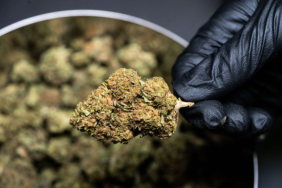 gloved hand holding a cannabis bud